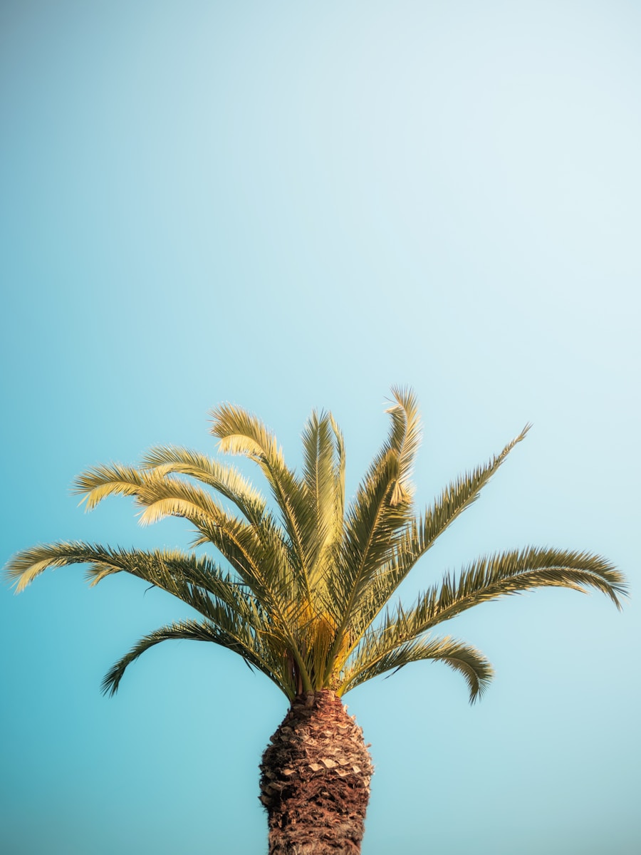 Photo by Kevin Mueller Palm tree stands tall against a blue sky.